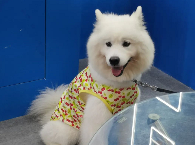 寵物展萌寵們各具神態(tài) 爆笑點多多 寵物展萌寵們各具神態(tài) 爆笑點多多